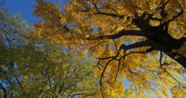 Ginkgo Biloba Allmänt Känd Som Ginkgo Eller Gingko Även Känd — Stockvideo