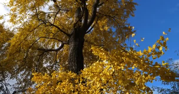 Ginkgo Biloba Allmänt Känd Som Ginkgo Eller Gingko Även Känd — Stockvideo