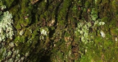 Yosun ve yosunla kaplı meşe kabuğu.