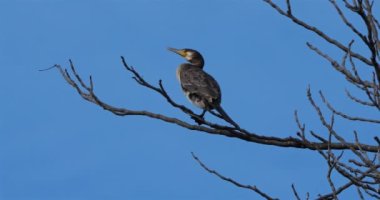 Bir dala tünemiş genç bir karabatak. 
