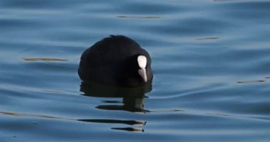 Avrasya yaban ördeği, Avustralya yaban ördeği olarak da bilinir. Avrasyalı yaban ördeği suyun altına dalıyor