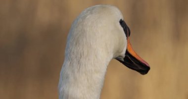 Dilsiz kuğu portresi, cygnus rengi.