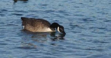 Kanada kazı, Branta kanadensis. Kuşlar gölde yüzüyor.
