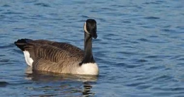 Kanada kazı, Branta kanadensis. Kuşlar gölde yüzüyor.