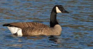 Kanada kazı, Branta kanadensis. Kuşlar gölde yüzüyor.