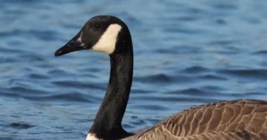 Kanada kazı, Branta kanadensis. Kuşlar gölde yüzüyor.