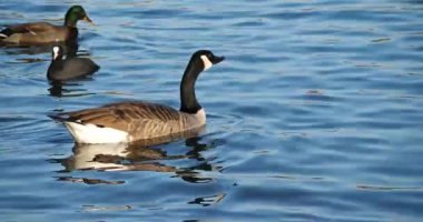 Kanada kazı, Branta kanadensis. Gölde yüzen kuş sürüsü