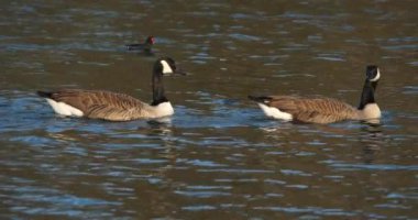 Kanada kazı, Branta kanadensis. Gölde yüzen kuş sürüsü