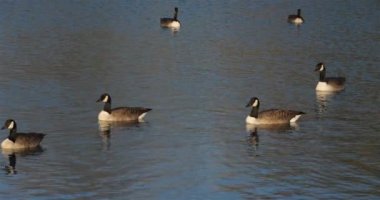 Kanada kazı, Branta kanadensis. Gölde yüzen kuş sürüsü