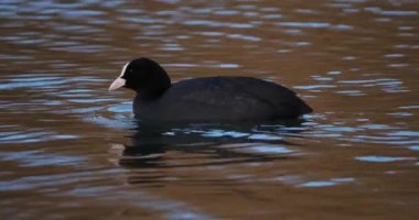 Avrasya yaban ördeği ya da Avustralya yaban ördeği olarak da bilinir