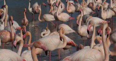 Büyük Flamingolar, Phoenicopterus gülü, Pont De Gau, Camargue, Fransa
