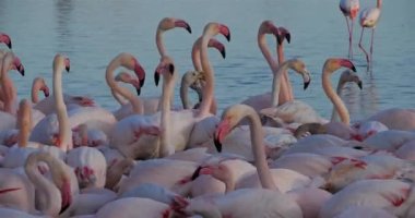 Büyük Flamingolar, Phoenicopterus gülü, Pont De Gau, Camargue, Fransa