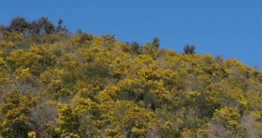 Acacia deal bata, gümüş gerdanlı olarak bilinir, Provence, Fransa. Tanneron 'un kütlesi mimoza ağaçlarından bir ormanla kaplıdır..