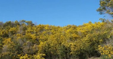 Acacia deal bata, gümüş gerdanlı olarak bilinir, Provence, Fransa. Tanneron 'un kütlesi mimoza ağaçlarından bir ormanla kaplıdır..