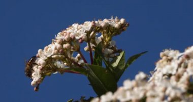 Viburnum tinus (Laurustinus veya Laurustine), Adoxaceae familyasından bir bitki türü. Çiçekler üzerinde nektar arayan bir arı..