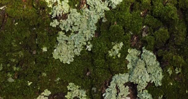 Bark Oaks Covered Moss Lichen — Stock Video