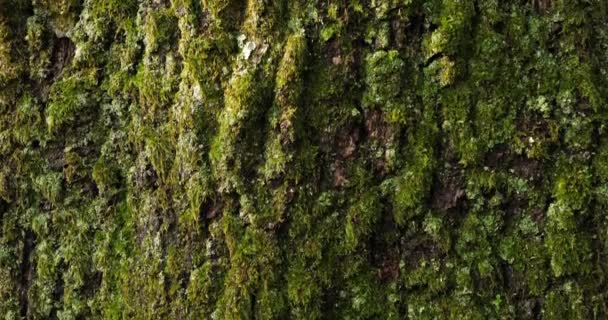 覆盖着苔藓和苔藓的橡树树皮 — 图库视频影像