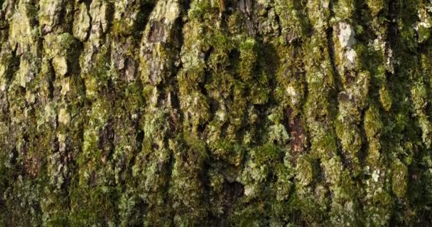 Écorce Chênes Recouverte Mousse Lichen — Video