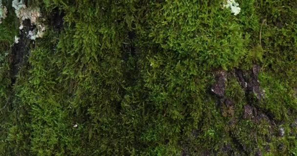 Écorce Chênes Recouverte Mousse Lichen — Video