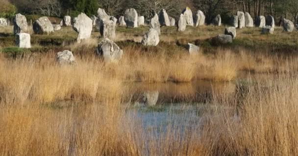 Λίθινες Ευθυγραμμίσεις Carnac Morbihan Brittany France Πέτρες Στην Ευθυγράμμιση Menec — Αρχείο Βίντεο