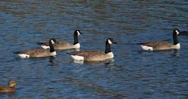 Canada Goose Branta Canadensis Flock Birds Swimming Lake — Stock Video