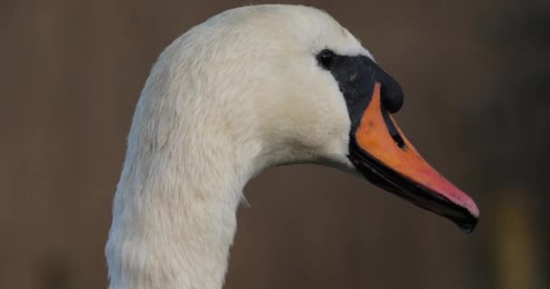 Portret Van Stomme Zwaan Cygnus Olor — Stockvideo