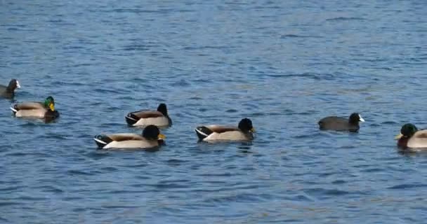 Group Mallards Anas Platyrhynchos Flock Birds Swimming Lake — Stock Video