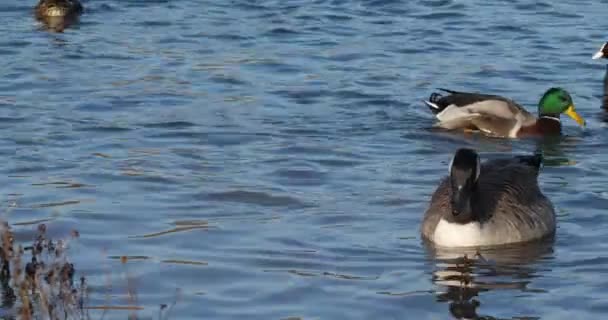 Canada Gans Branta Canadensis Eenden Euraziatische Koet Vogels Zwemmen Een — Stockvideo