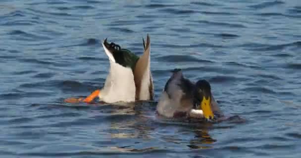 Group Mallards Anas Platyrhynchos Swimming Lake — Stock Video