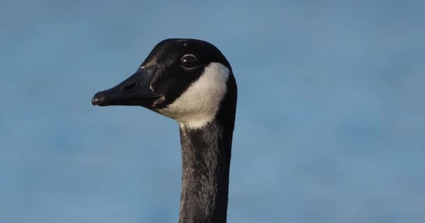 Καναδική Χήνα Branta Canadensis Πουλιά Που Κολυμπούν Λίμνη — Αρχείο Βίντεο