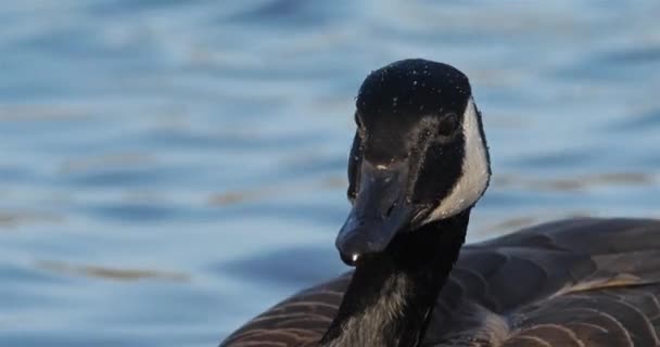 Canada Goose Branta Canadensis Birds Swimming Lake — Stock Video