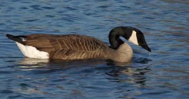 Canada Goose Branta Canadensis Birds Swimming Lake — Stock Video