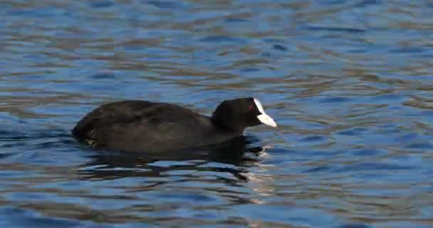 Eurasian Coot Also Known Common Coot Australian Coot — Stock Video