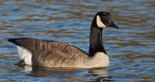 Canadese Gans Branta Canadensis Vogels Zwemmen Een Meer — Stockvideo