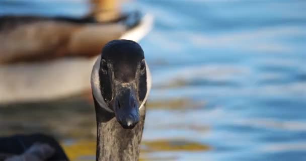 Canada Goose Branta Canadensis Flock Birds Swimming Lake — Stock Video