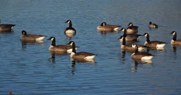 Bernache Canada Branta Canadensis Troupeau Oiseaux Nageant Sur Lac — Video