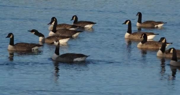 Καναδική Χήνα Branta Canadensis Σμήνη Πουλιών Που Κολυμπούν Μια Λίμνη — Αρχείο Βίντεο