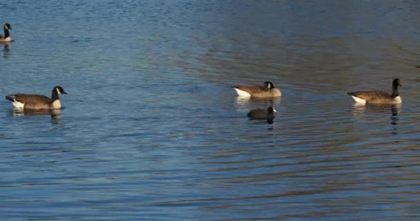 Canada Oca Branta Canadensis Stormo Uccelli Che Nuotano Lago — Video Stock