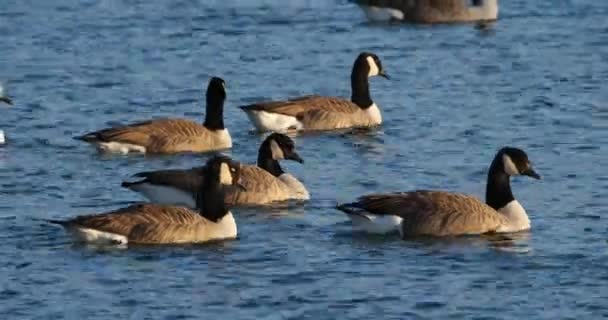 Canada Goose Branta Canadensis Flock Birds Swimming Lake — Stock Video