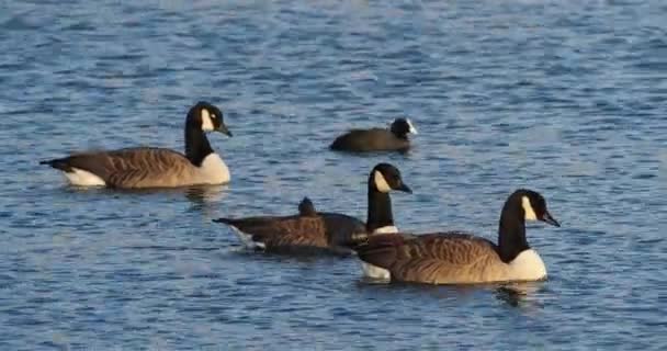 Canadese Gans Branta Canadensis Zwerm Vogels Die Zwemmen Een Meer — Stockvideo