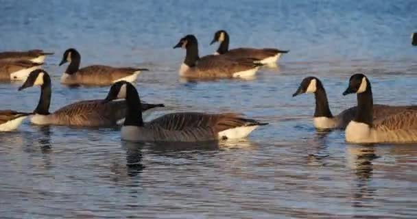 Ganso Canadá Branta Canadensis Bandada Aves Nadando Lago — Vídeos de Stock