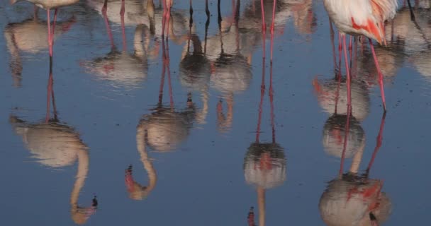 Flamingos Phoenicopterus Roseus Pont Gau Camargue Frankreich — Stockvideo