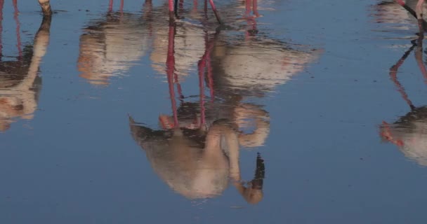 Greater Flamingos Phoenicopterus Roseus Pont Gau Camargue Francia — Vídeos de Stock