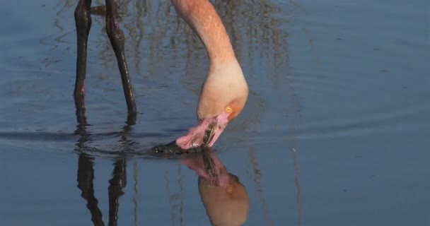 Greater Flamingos Phoenicopterus Roseus Pont Gau Camargue Francia — Vídeo de stock