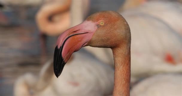 Greater Flamingos Phoenicopterus Roseus Pont Gau Camargue Franciaország — Stock videók