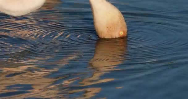 Greater Flamingos Phoenicopterus Roseus Pont Gau Camargue Francia Flamencos Busca — Vídeo de stock