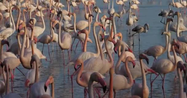 Greater Flamingos Phoenicopterus Roseus Pont Gau Camargue Francie — Stock video