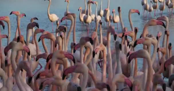 Greater Flamingos Phoenicopterus Roseus Pont Gau Camargue França — Vídeo de Stock