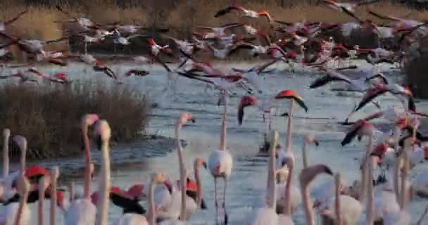 Flamingos Phoenicopterus Roseus Pont Gau Camargue Frankreich — Stockvideo