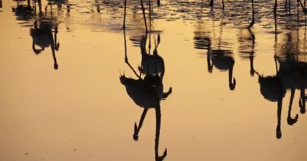 Greater Flamingos Phoenicopterus Roseus Pont Gau Camargue France Reflection Water — Stock Video